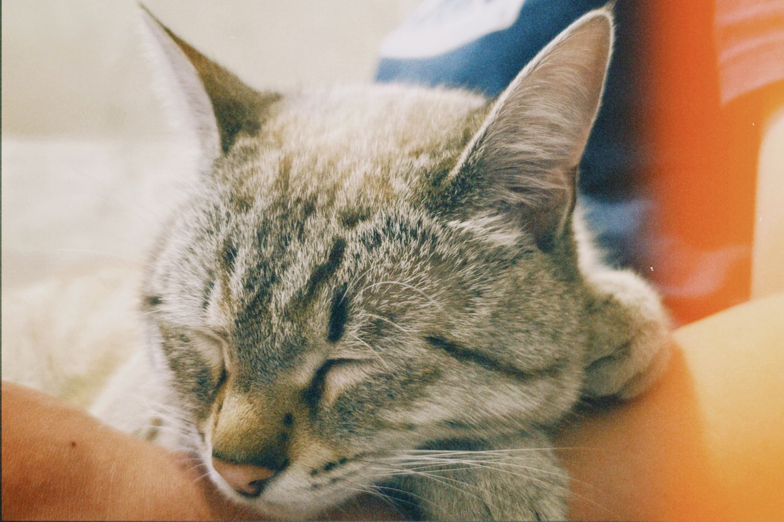 Cognitive Decline in Senior Cats: A Less-Talked-About Version of a Familiar Problem illustration