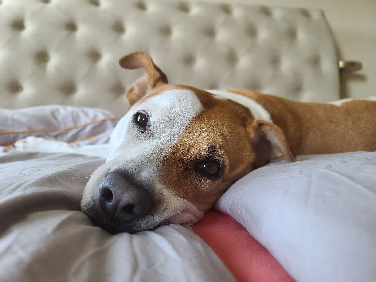 Managing Incontinence in Senior Dogs: What's Actually Going On illustration