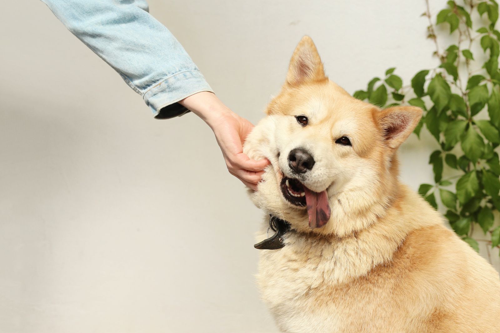 Recognizing Quality of Life Decline in an Aging Pet: A Practical Framework illustration
