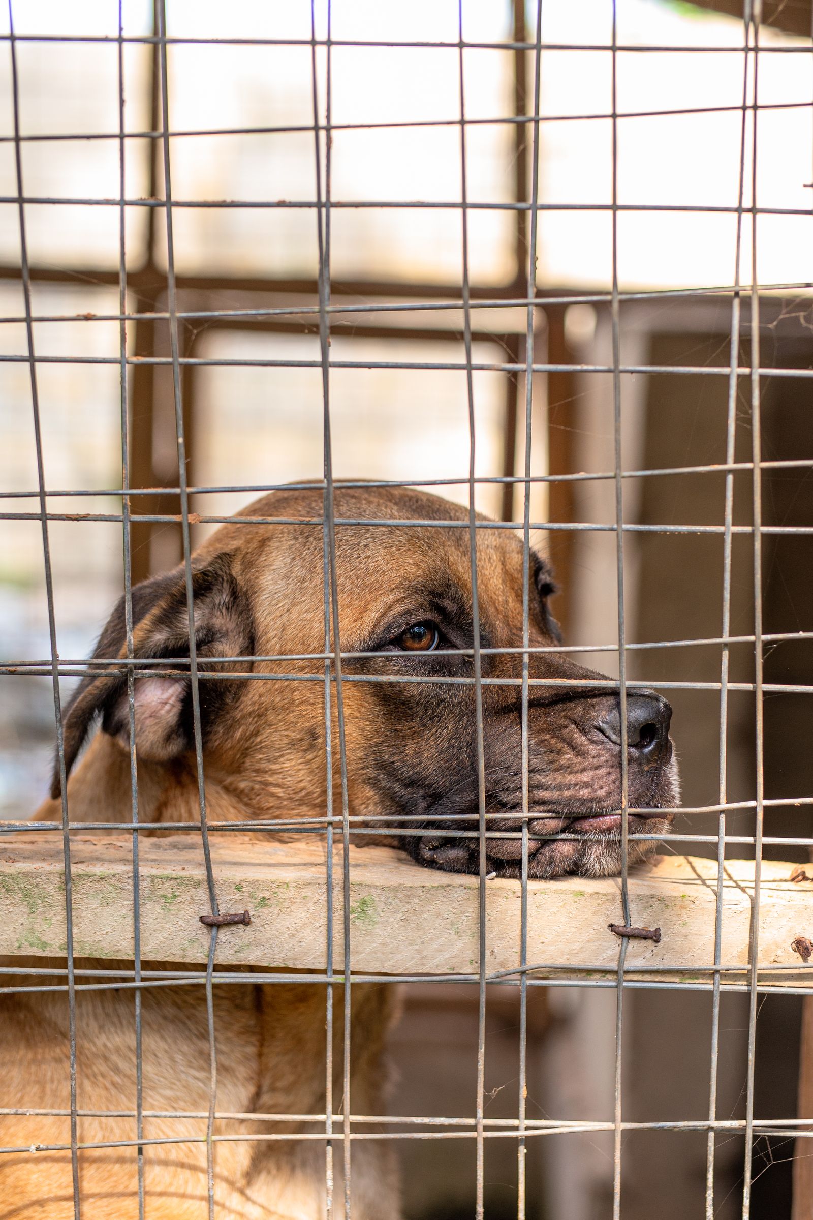Why Weight Management Matters More in Senior Dogs (And Why It's Easy to Miss) illustration