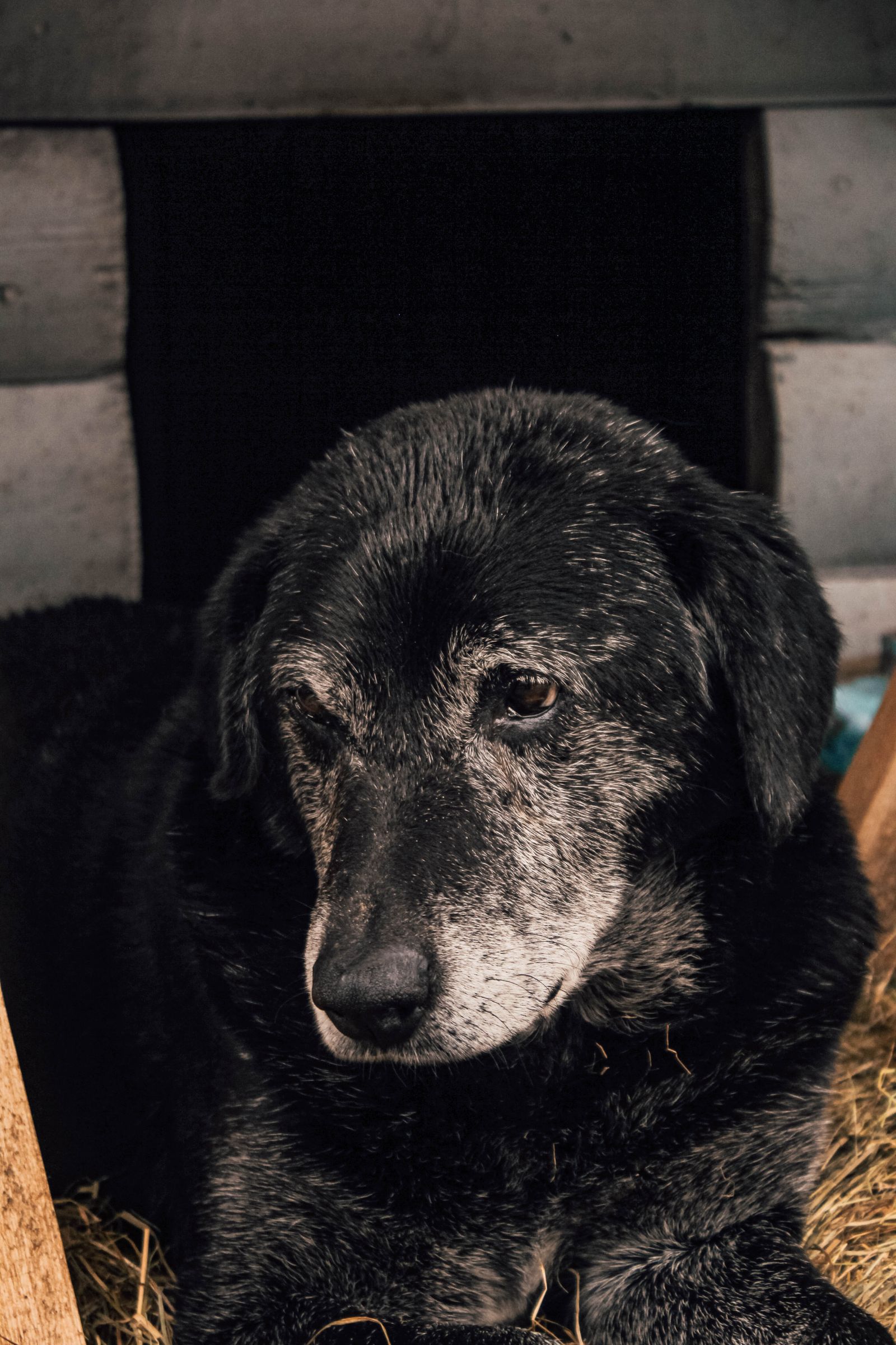Signs Your Senior Dog Is in Joint Pain (And What Actually Helps) illustration