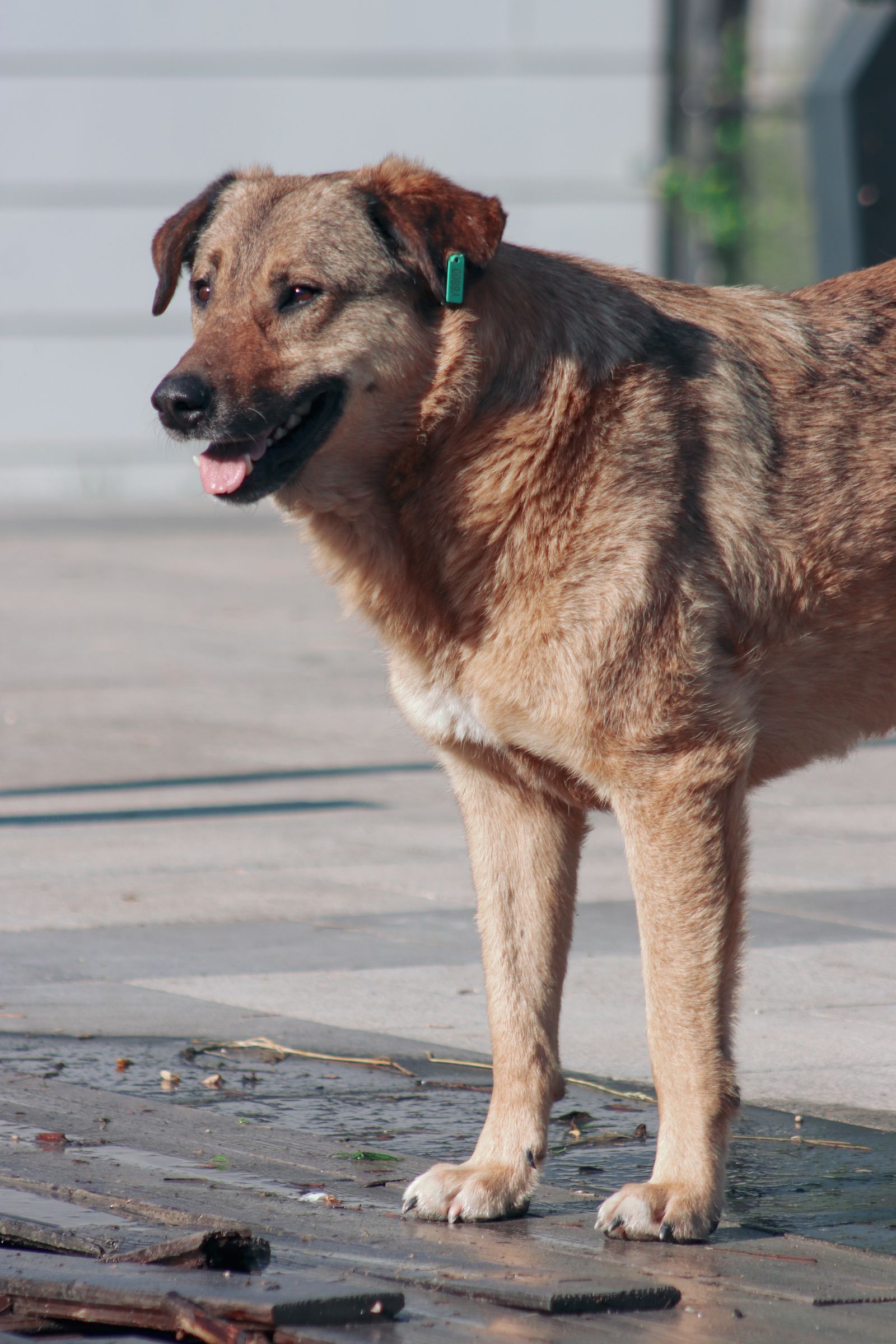 Vision Loss in Senior Dogs and Cats: What to Change at Home illustration