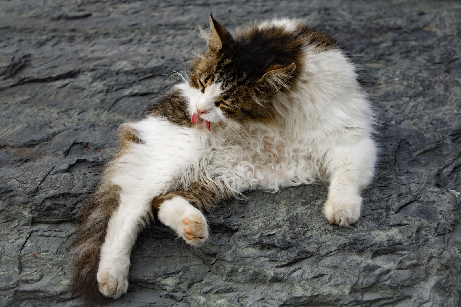 Why Senior Cats Stop Grooming Themselves (And What That Signals) illustration